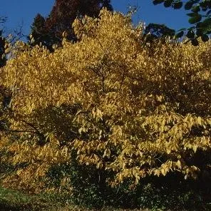 thumbnail for publication: Lindera benzoin Spicebush Lindera benzoin Spicebush